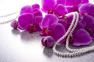 ピンクの胡蝶蘭