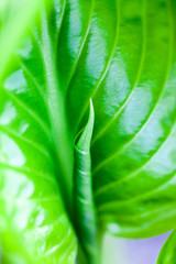 Green, abstract composition with leaf texture and soft focus