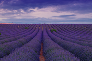 Naklejka na ściany i meble Beautiful colors purple lavender fields near Valensole, Provence