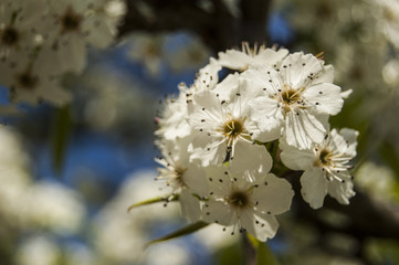 Macro white Flowers
