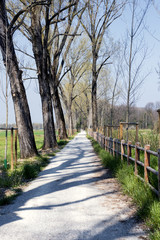 Obraz premium Path for bicycles and pedestrian near Milan