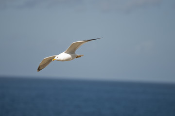 Fototapeta premium Gabbiano Volo
