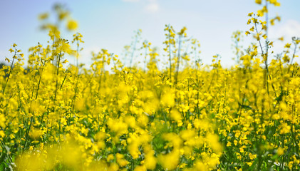 Oilseed rape plant field in summer, Czech Republic.