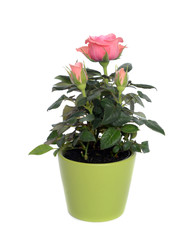 Rose in a pot.