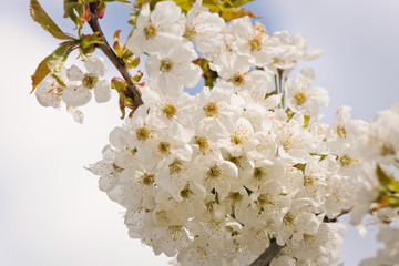 Branch of cherry in bloom in spring.