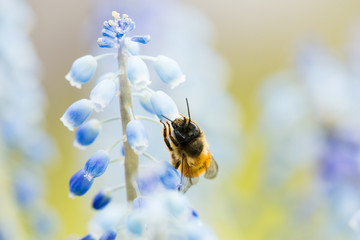 Abeille Mellifère (Apis Mellifera) butinant une fleur de muscari au printemps