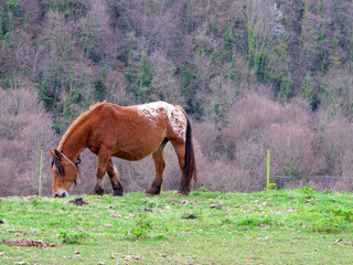 Grazing pony