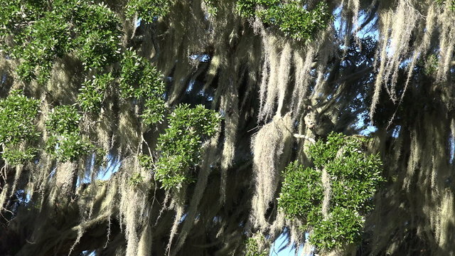 Spanish moss waves from live oak trees, South Carolina, USA