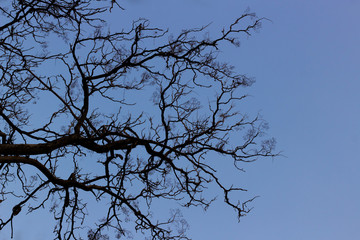 Naked branches of a tree against  sky close up