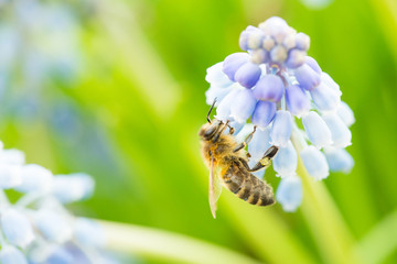 Abeille Mellifère (Apis Mellifera) butinant une fleur de muscari au printemps