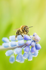 Abeille Mellifère (Apis Mellifera) butinant une fleur de muscari au printemps