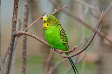 Grüner Wellensittich