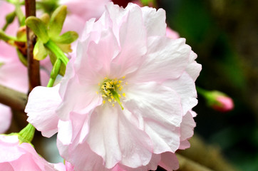 Sakura, the famouse flower of Japan