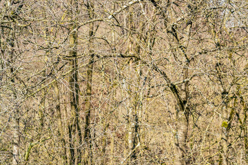 full frame twig background