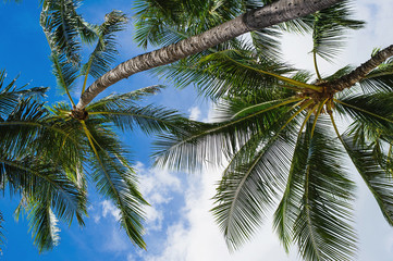 Under the palm trees of Oahu, Hawaii