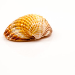 Seashells - colors and texture