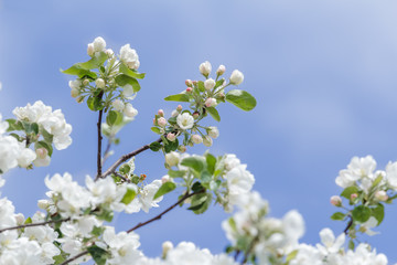 Soft pink and snowy white apple tree flowering branch at clear sky background