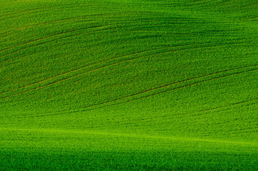 Green grass fields  suitable for backgrounds or wallpapers, natural seasonal landscape. 