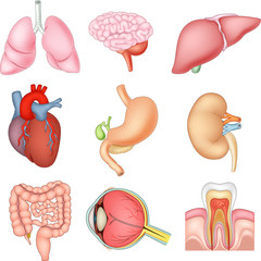 Illustration of Internal organs anatomy