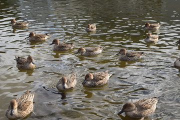オナガガモ／山形県の庄内平野で、飛来してきた オナガガモ を撮影した写真です。