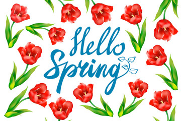 Hello Spring phrase vector lettering. Hand drawn calligraphy, white background. red tulip