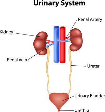 Illustration Of Urinary System Anatomy