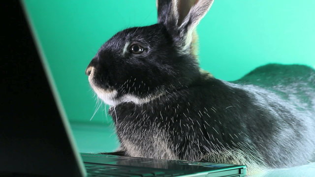 Black rabbit lying near the laptop and looks at the screen on a green background