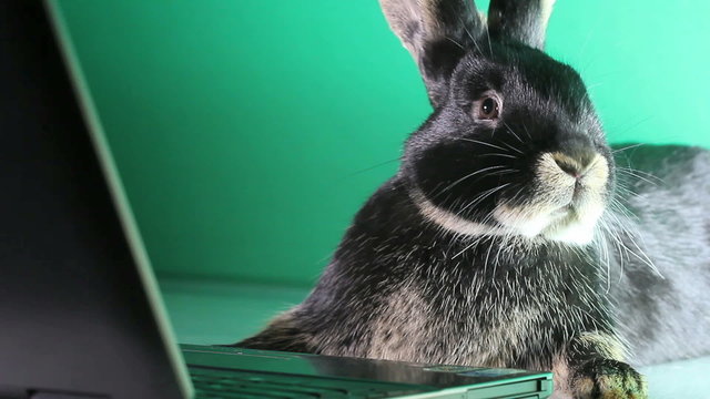 Black rabbit lying near the laptop and looks at the screen on a green background