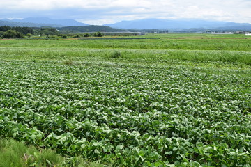 Fototapeta na wymiar 大豆畑／山形県鶴岡市で、大豆畑の風景を撮影した写真です。