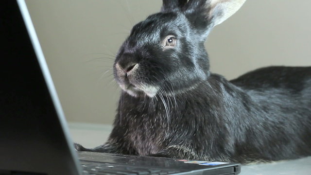 Black rabbit lying near the laptop and looks at the screen on a gray background
