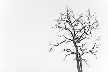 Dead trees isolated on clear sky background - free space for your text design

