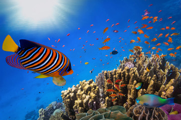 Naklejka na ściany i meble Coral Reef and Tropical Fish in Sunlight