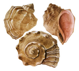 Watercolor seashells collection