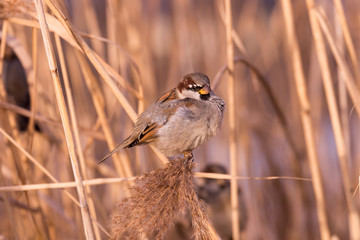Young male sparrow (Passer domesticus)