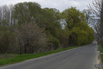 Fototapeta premium Trees on the sidelines of a country road