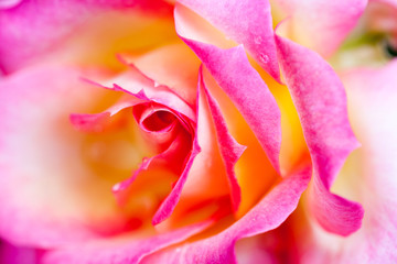 Fototapeta na wymiar Colorful, beautiful, delicate rose with details