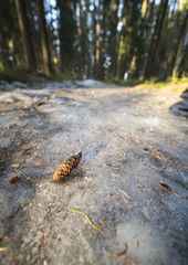 Spruce Cone on Ice