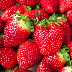 Erdbeeren frisch vom Feld