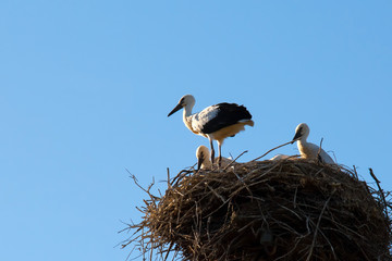 Storks in the nest on the blue sky background. Family birds storks in their home. Beautiful birds. Storks in a large nest of branches.