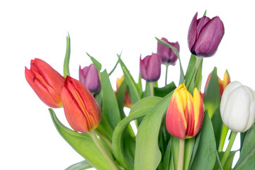 Tulips / beautiful Tulips over a bright background