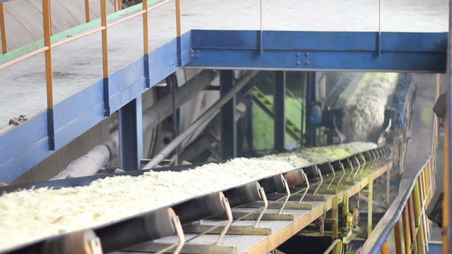 Chopped sugar beet on conveyor belt in sugar refinery