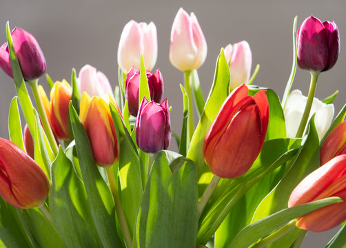 Fototapeta Tulips / beautiful Tulips over a grey background