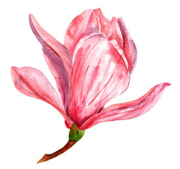 Watercolor drawing of tender pink magnolia flower on white background