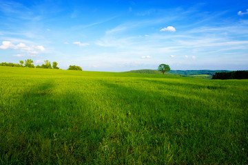 Summer landscape with green grass and blue sky.