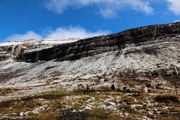 Fototapeta na wymiar Wildlife in the Faroese wilderness on a winters day in the north Atlantic 