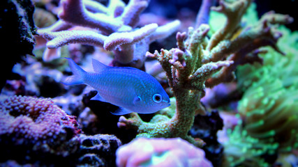 Blue Chromis (Chromis atripectoralis) 