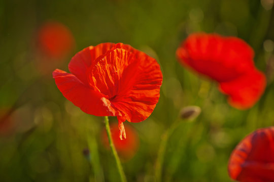 Red poppy on a green background. Close up