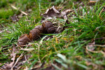 doggy poo/ doggy poo in the middle of a walking trail