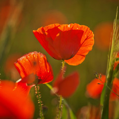 Fototapeta premium Red poppy on a green background at sunset. Close up