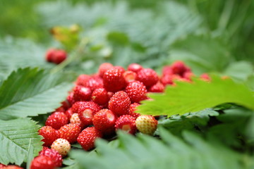 wild strawberries